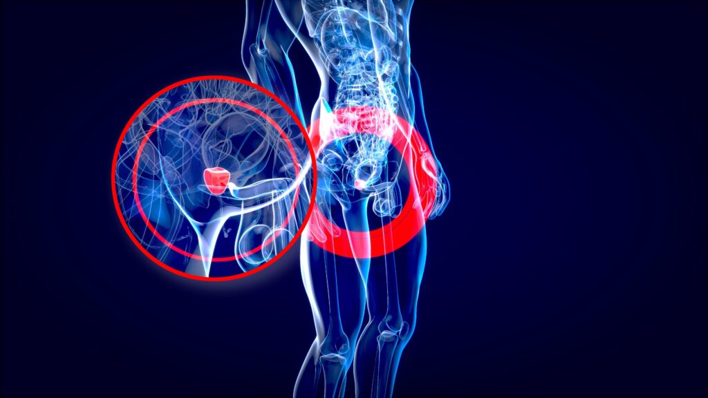 Abstract,3d,Illustration,Of,The,Anatomy,Of,The,Prostate